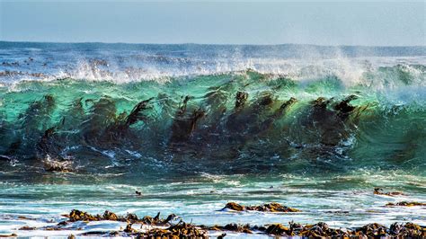 seaweed wave